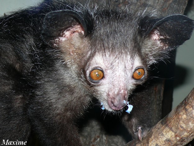 Aye-aye (Daubentonia madagascariensis)