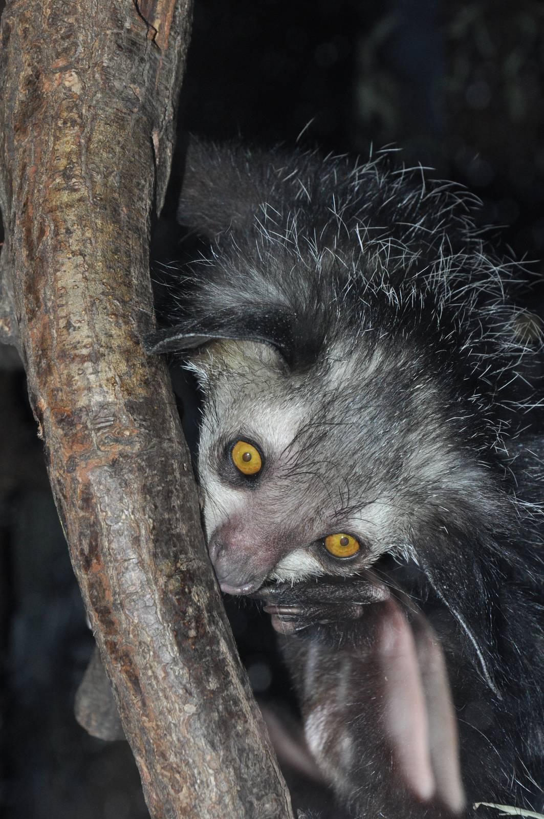 Aye-aye (Daubentonia madagascariensis)