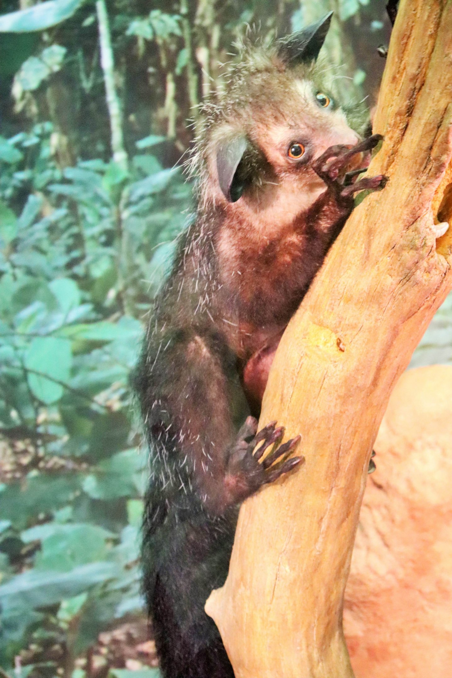 Aye-aye (Daubentonia madagascariensis)