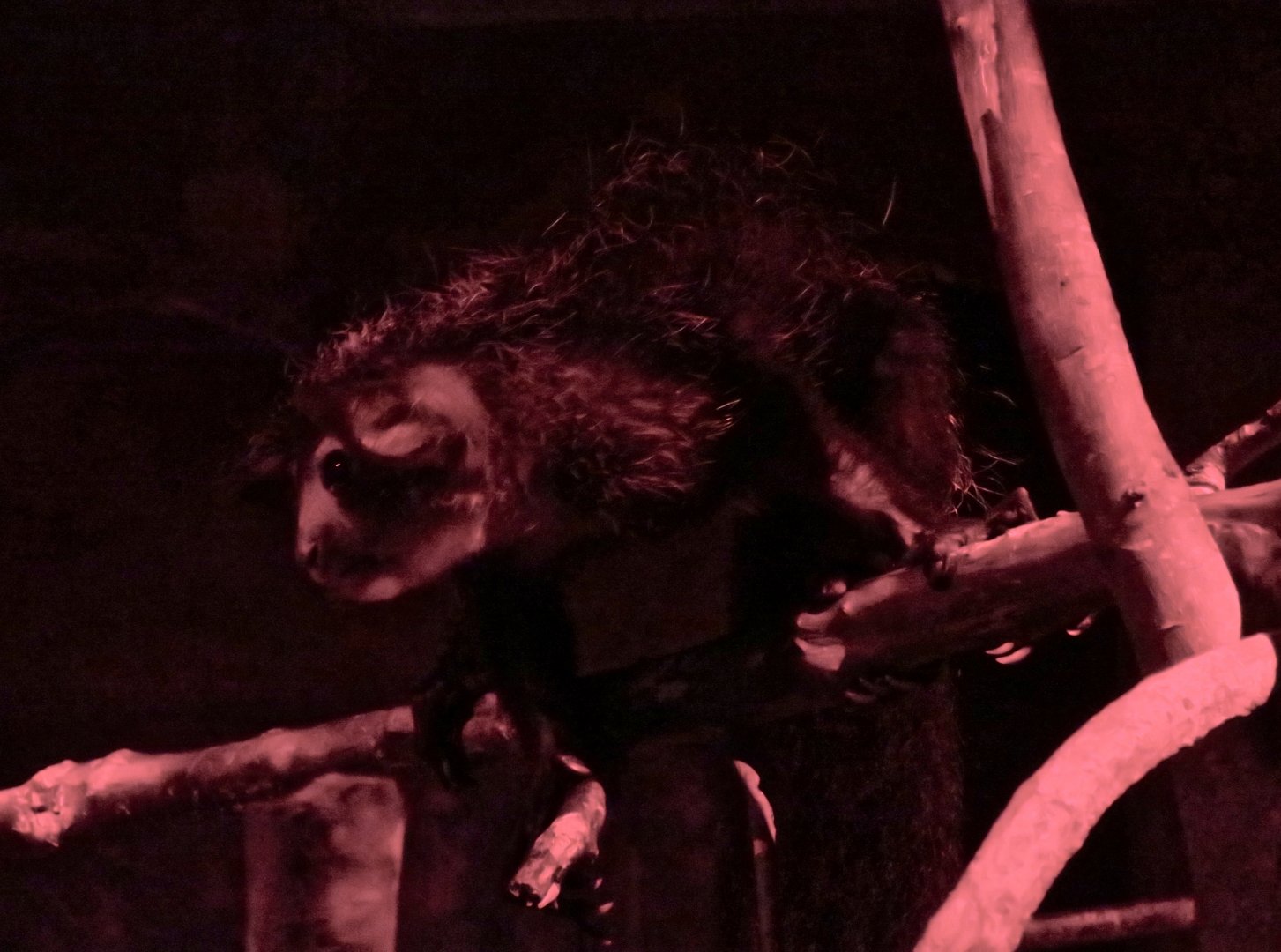 Aye-Aye (Daubentonia madagascariensis)