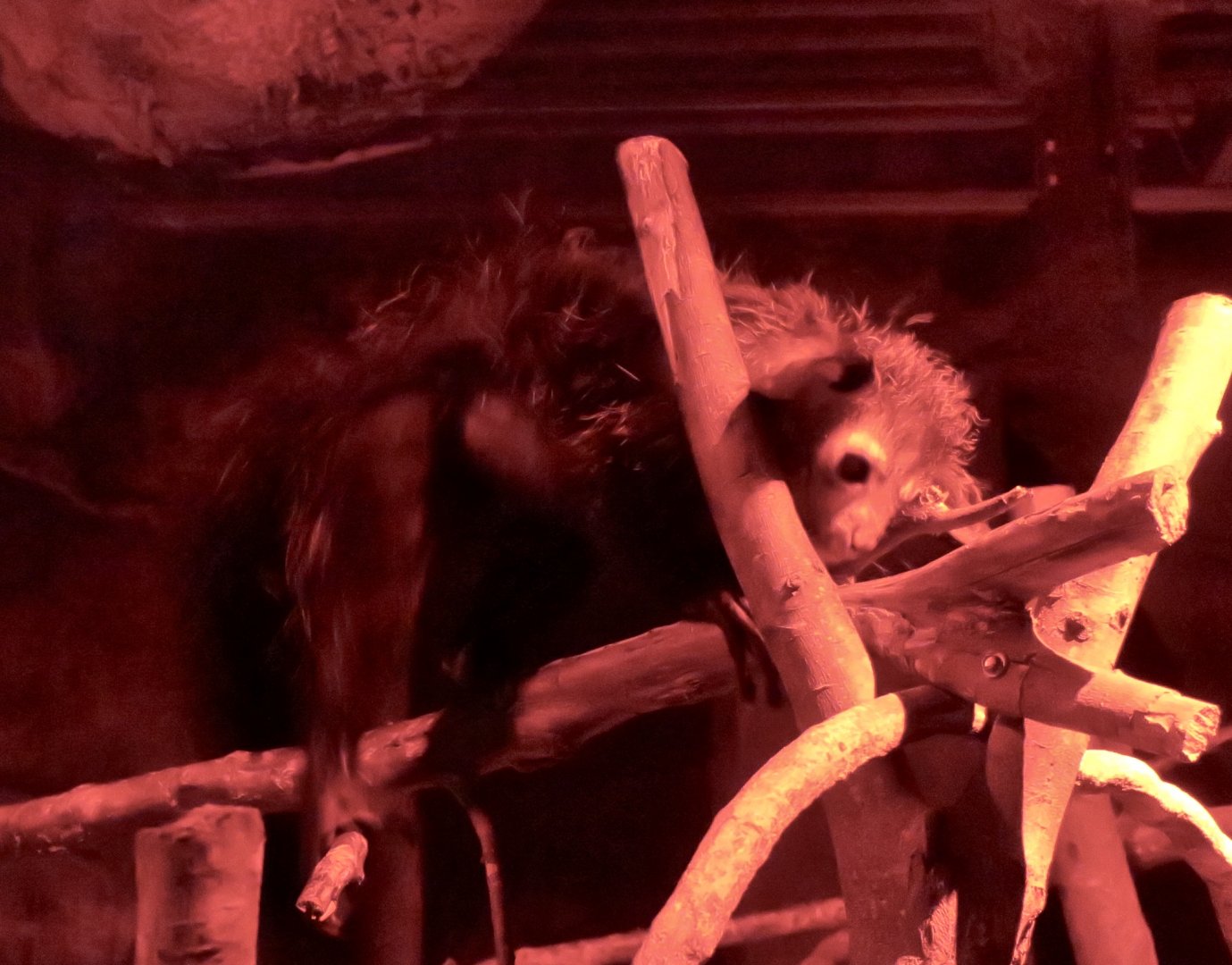 Aye-Aye (Daubentonia madagascariensis)