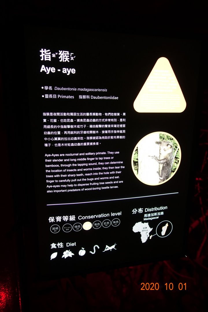 Aye-aye (Daubentonia madagascariensis)