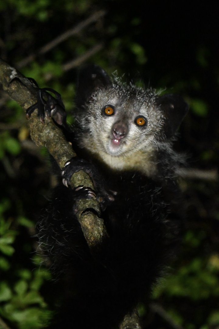 Aye-aye (Daubentonia madagascariensis)