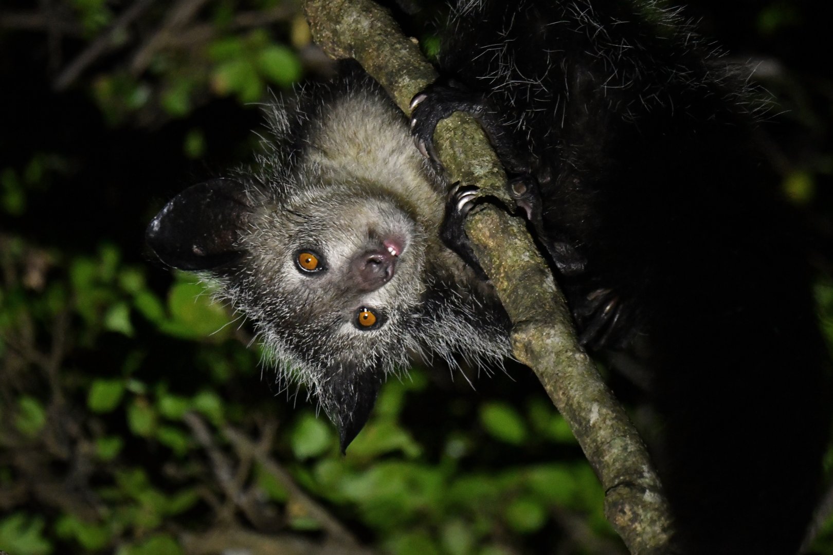 Aye-aye (Daubentonia madagascariensis)