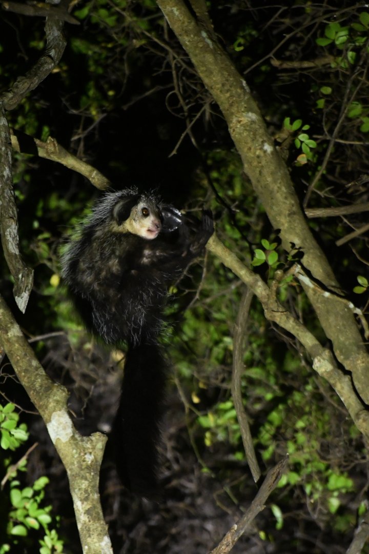 Aye-aye (Daubentonia madagascariensis)