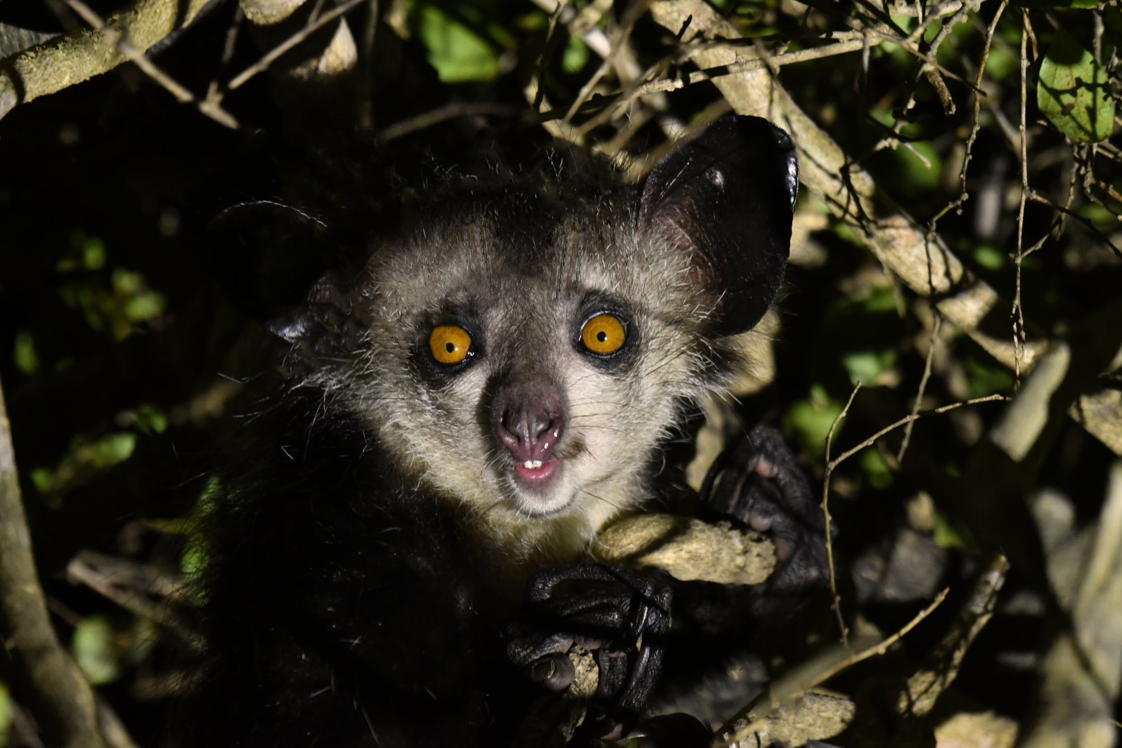 Aye-aye (Daubentonia madagascariensis)
