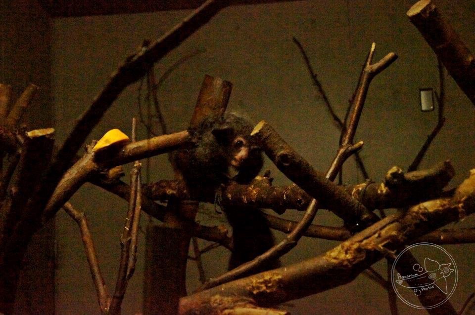 Aye-aye (Daubentonia madagascariensis)