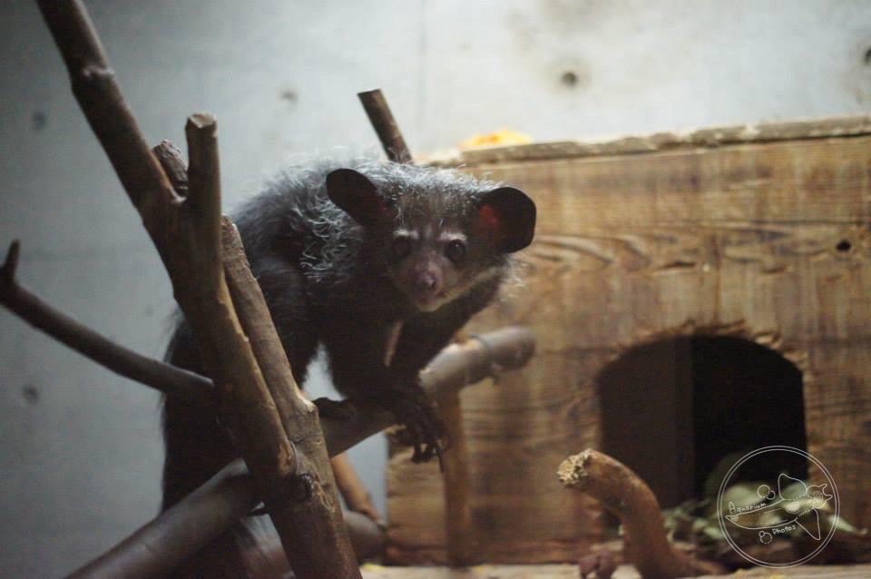 Aye-aye (Daubentonia madagascariensis)