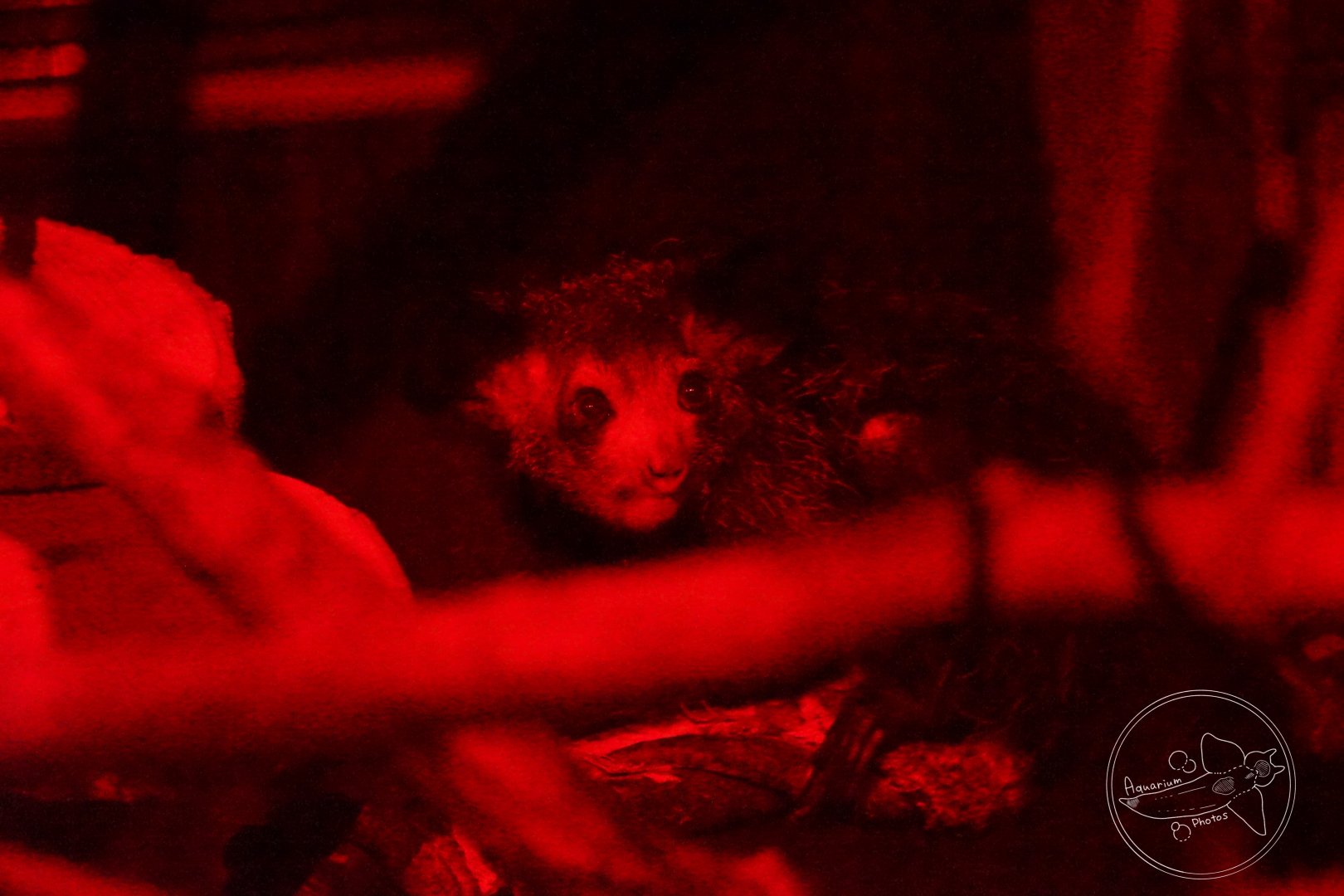 Aye-Aye (Daubentonia madagascariensis)