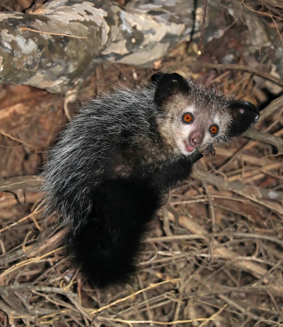 aye-aye (Daubentonia madagascariensis)