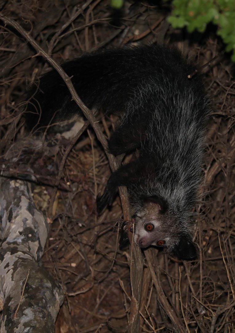 aye-aye (Daubentonia madagascariensis)