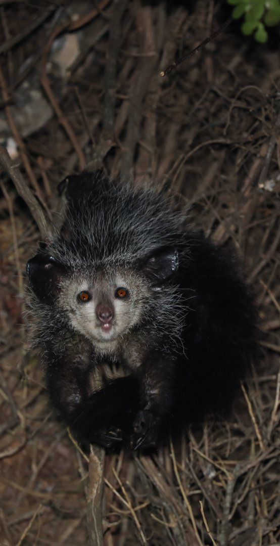 aye-aye (Daubentonia madagascariensis)