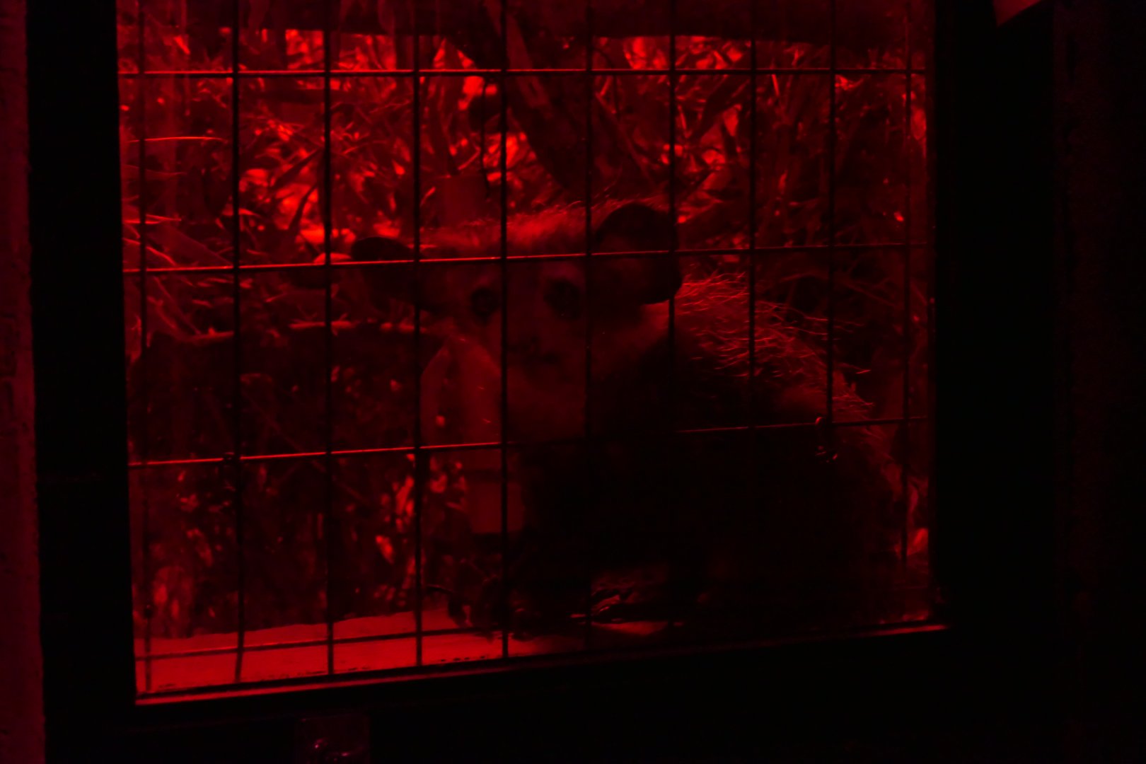 Aye-aye (Daubentonia madagascariensis)