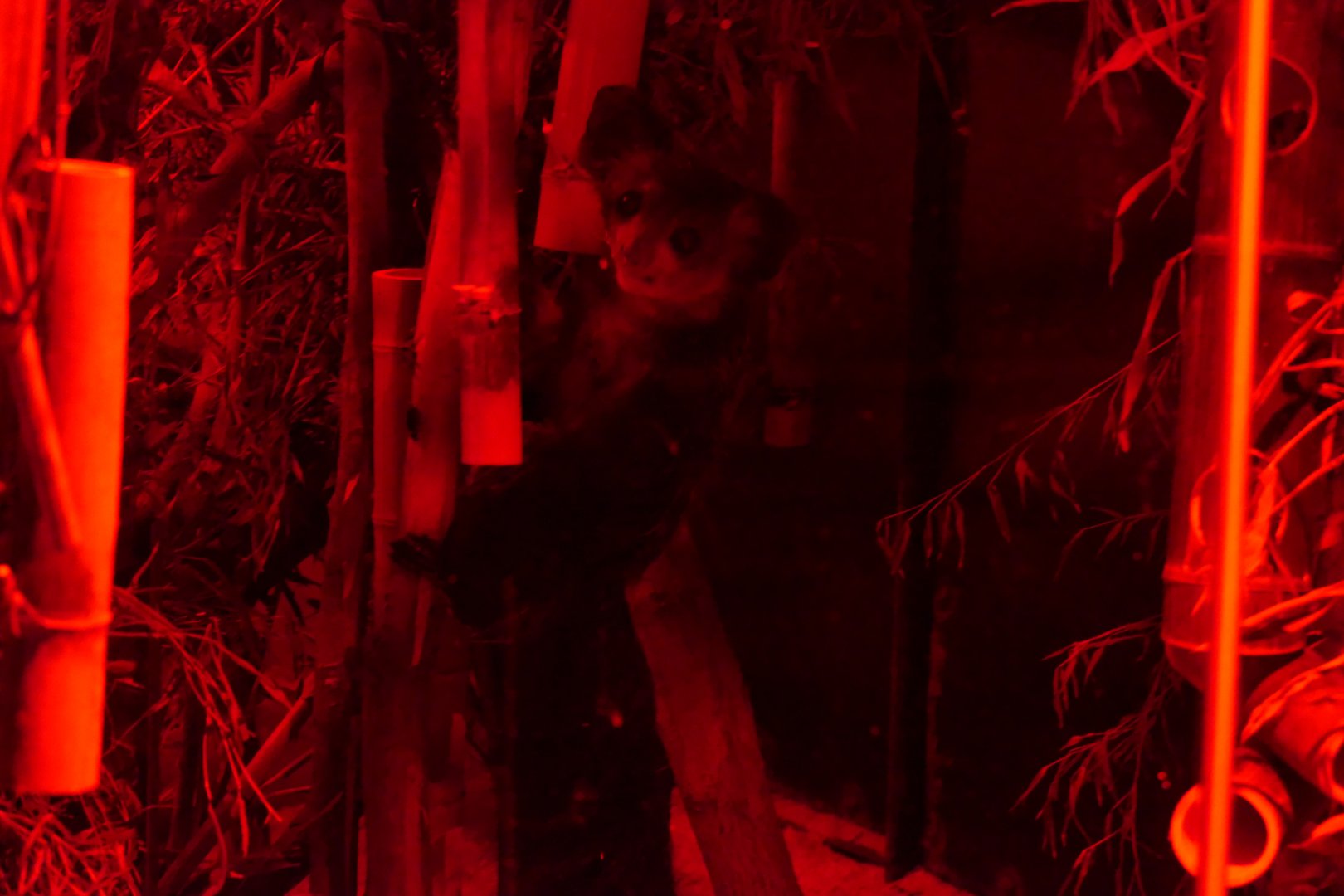 Aye-aye (Daubentonia madagascariensis)