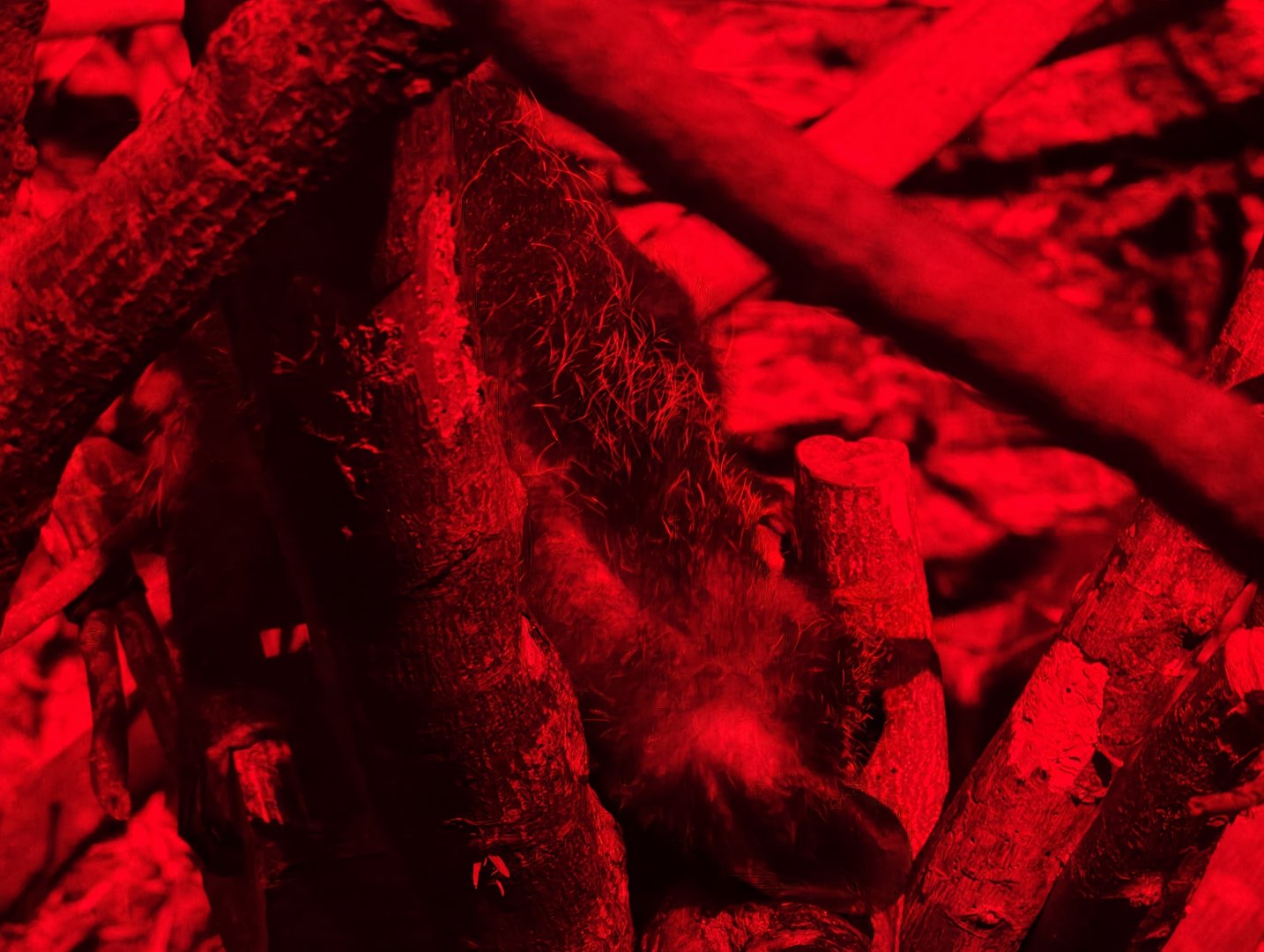 Aye-Aye (Daubentonia madagascariensis)