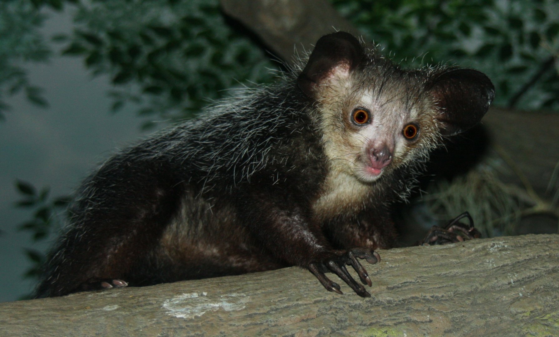 aye-aye (Daubentonia madagascariensis)