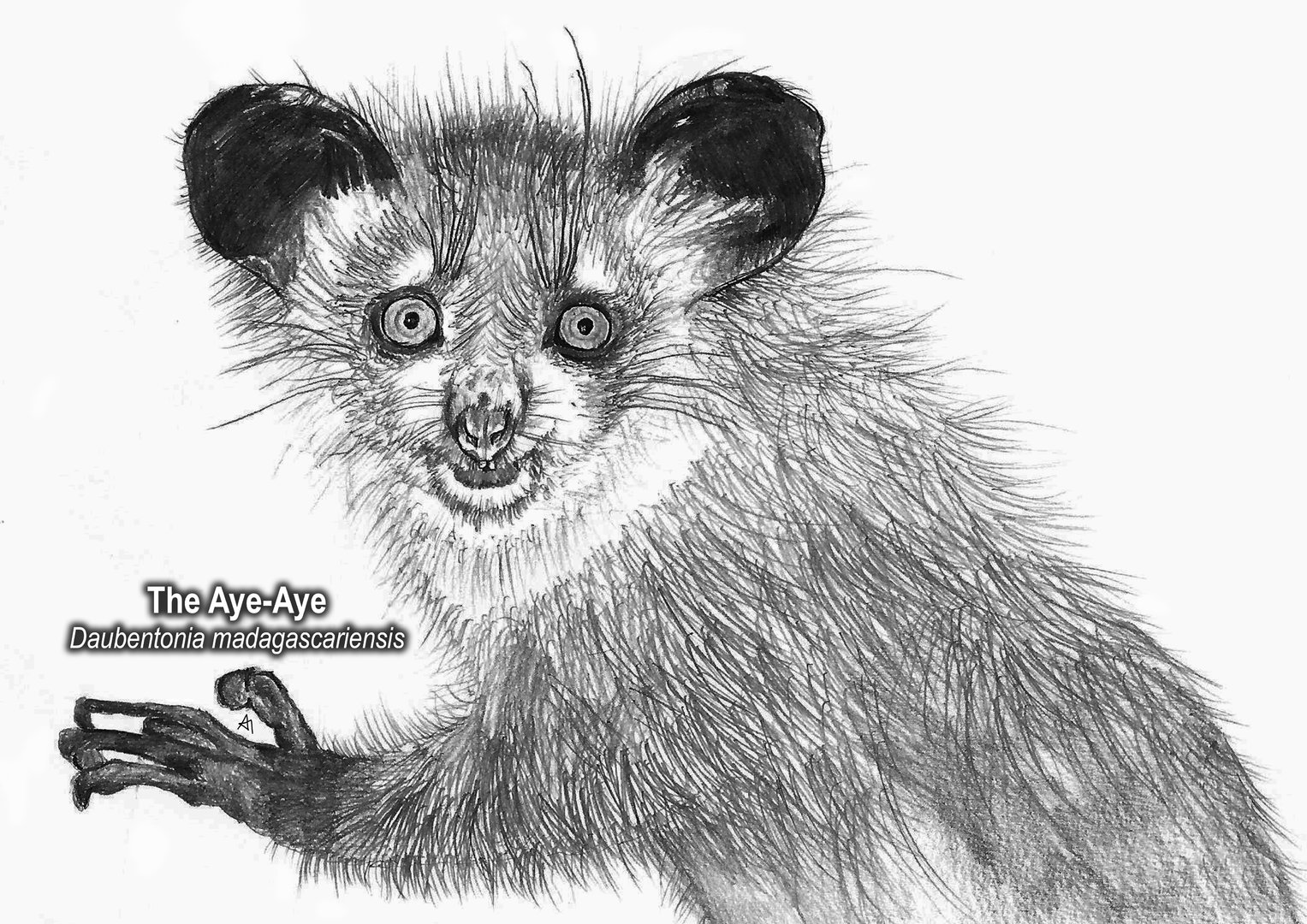 Aye-Aye drawing