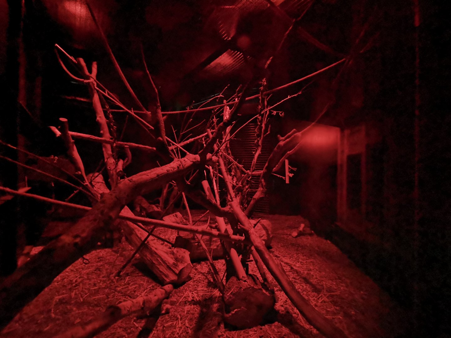 Aye-Aye enclosure (1)