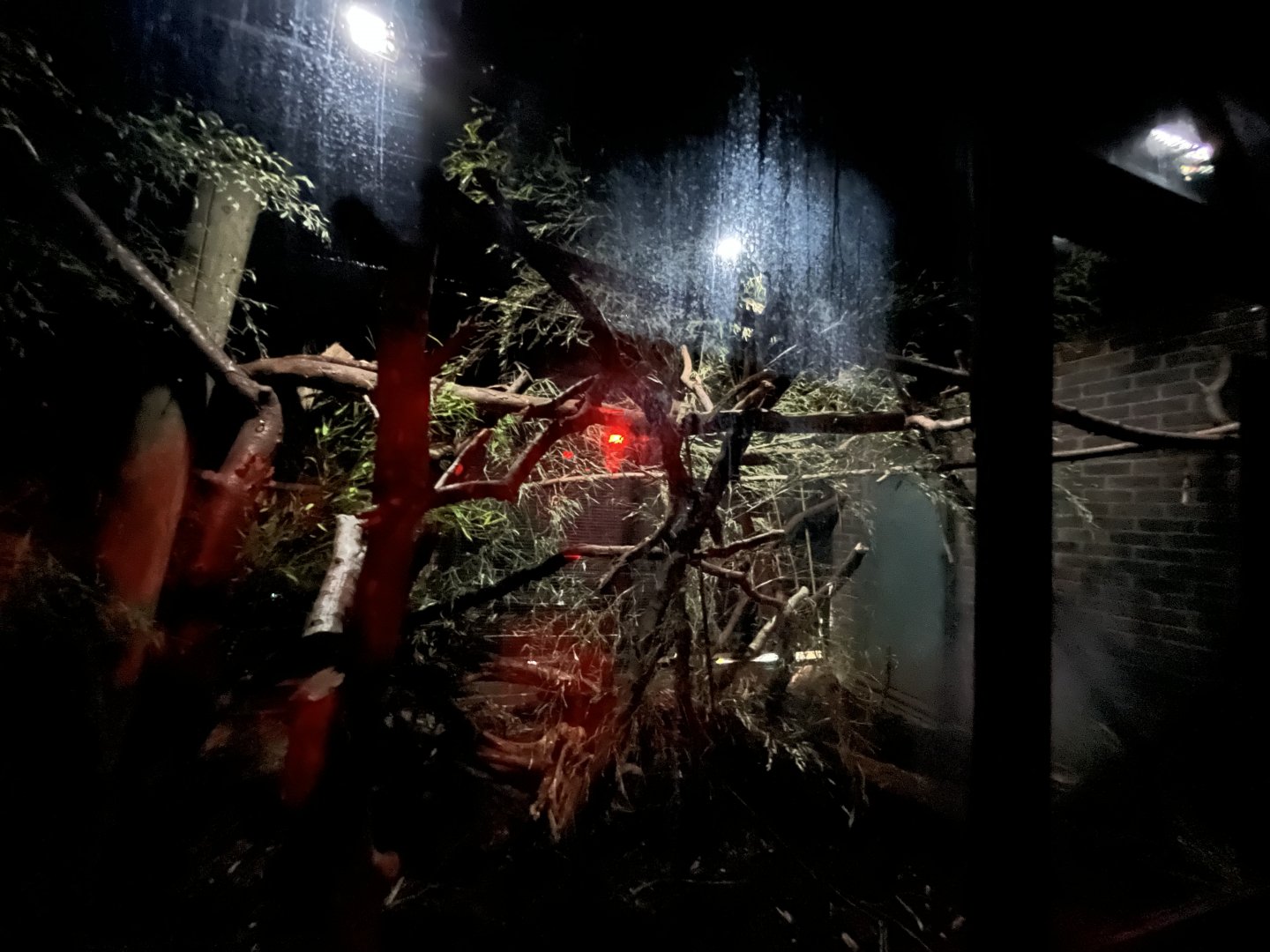 Aye-Aye enclosure 11.2.25