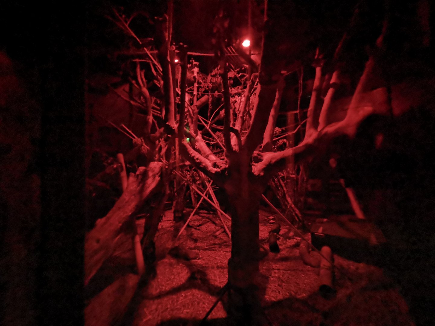 Aye-Aye enclosure (2)