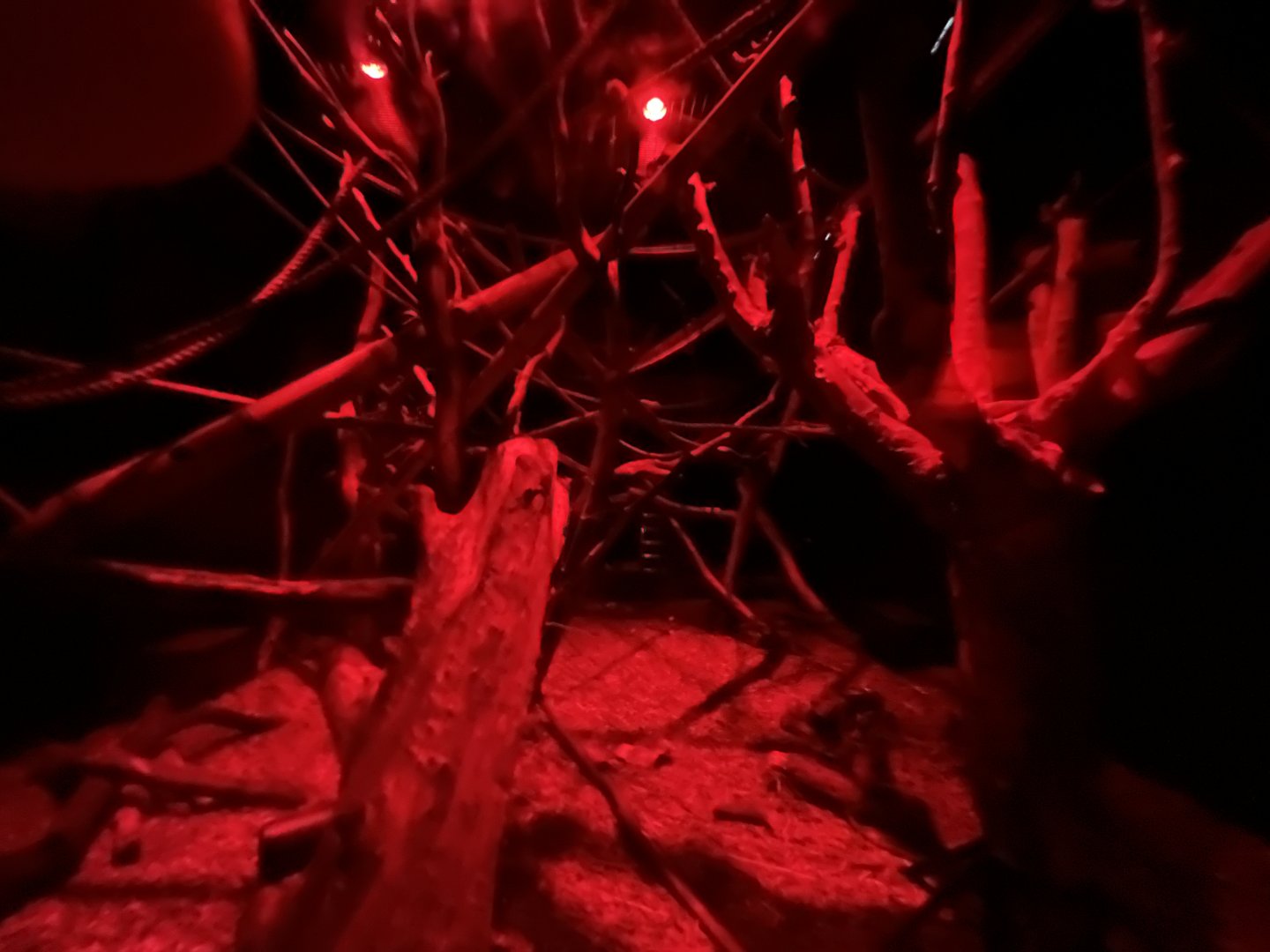 Aye-Aye enclosure 29.6.24