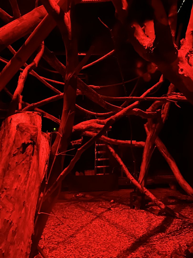 Aye-Aye enclosure 29.6.24