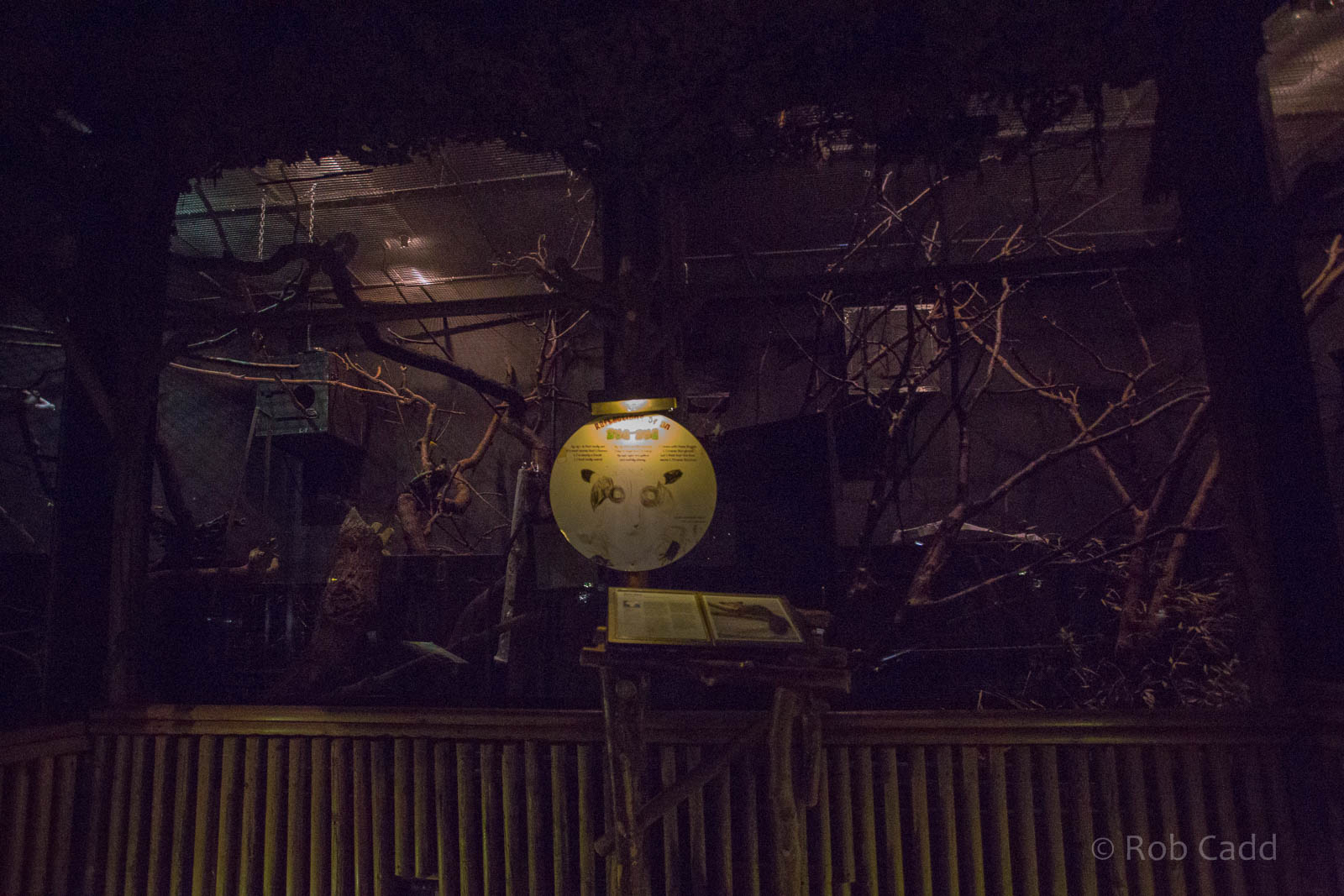 Aye-aye (exhibit) : Bristol : 19 Oct 2015