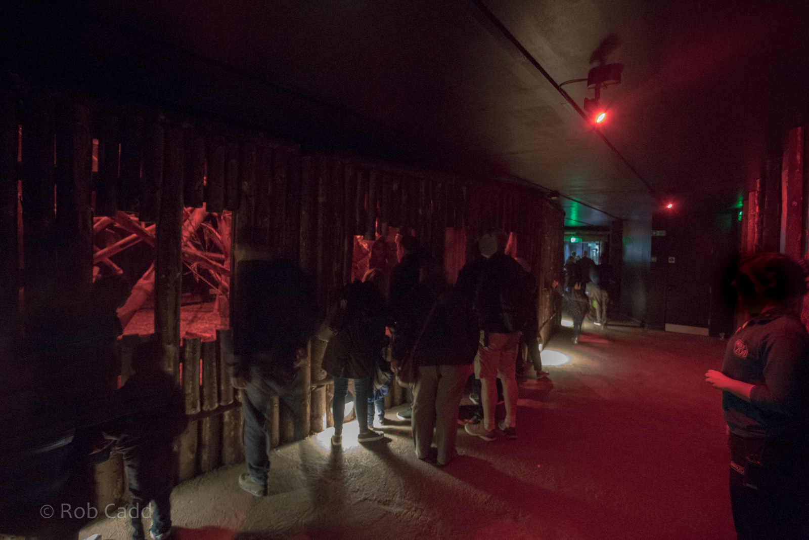 Aye-aye (exhibit) : Chester : 23 Apr 2016