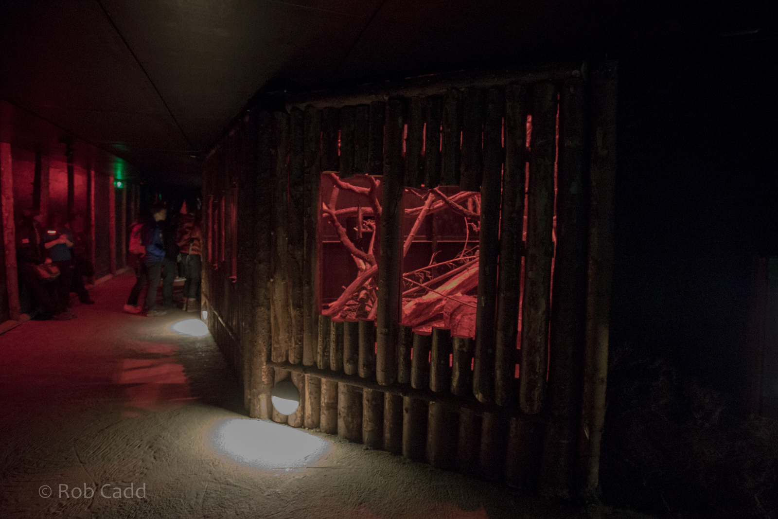 Aye-aye (exhibit) : Chester : 23 Apr 2016