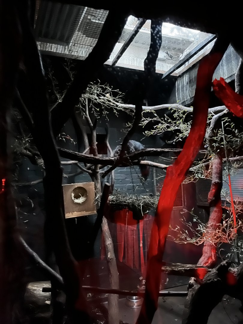 Aye-Aye in enclosure 12.2.25