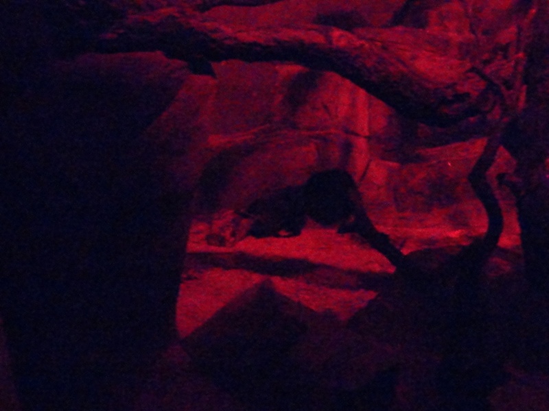 Aye-Aye in Primate, Cat, and Aquatics Building