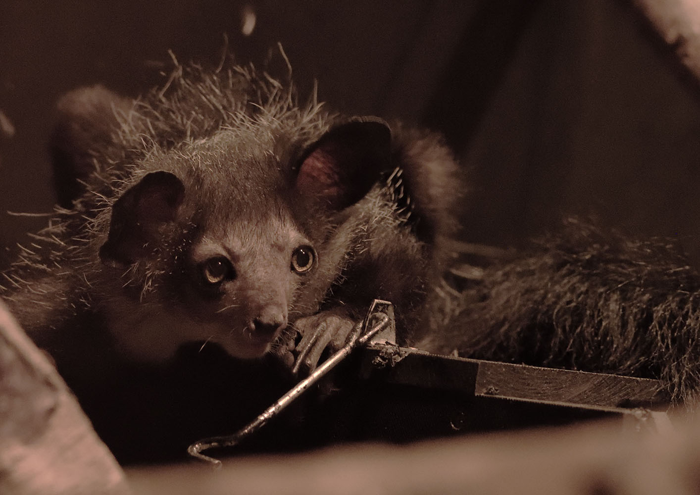 Aye-aye 'Mamy'