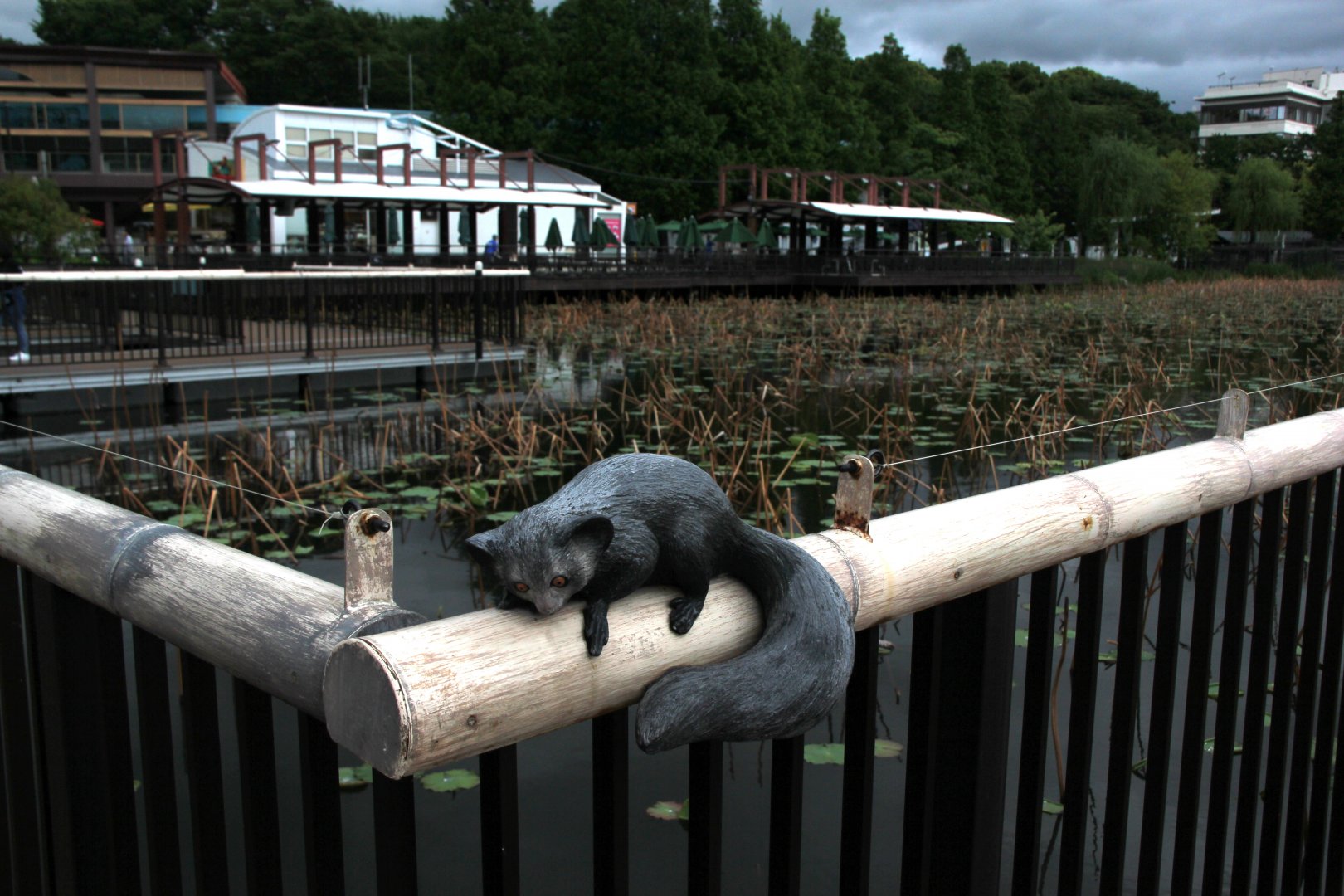 aye aye on the loose