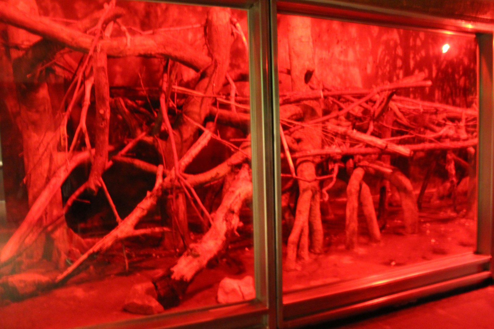 Aye-Aye & Straw Colored Fruit Bat Exhibit - Exhibition Madagascar