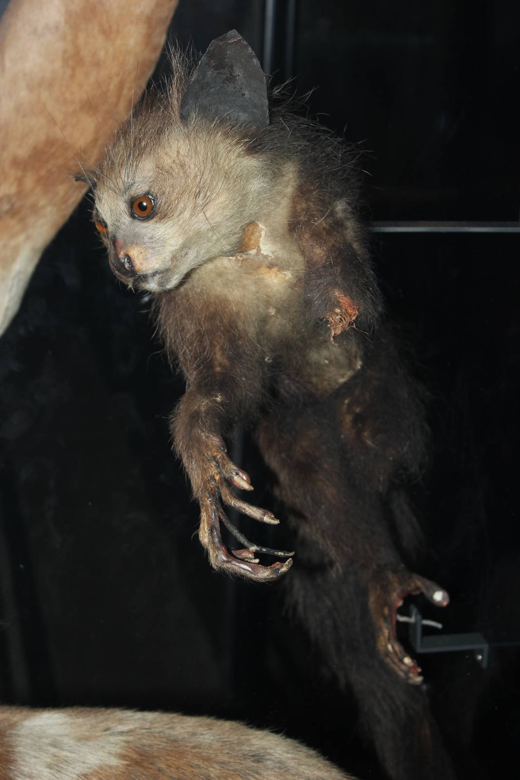 Aye aye (Taxidermy)