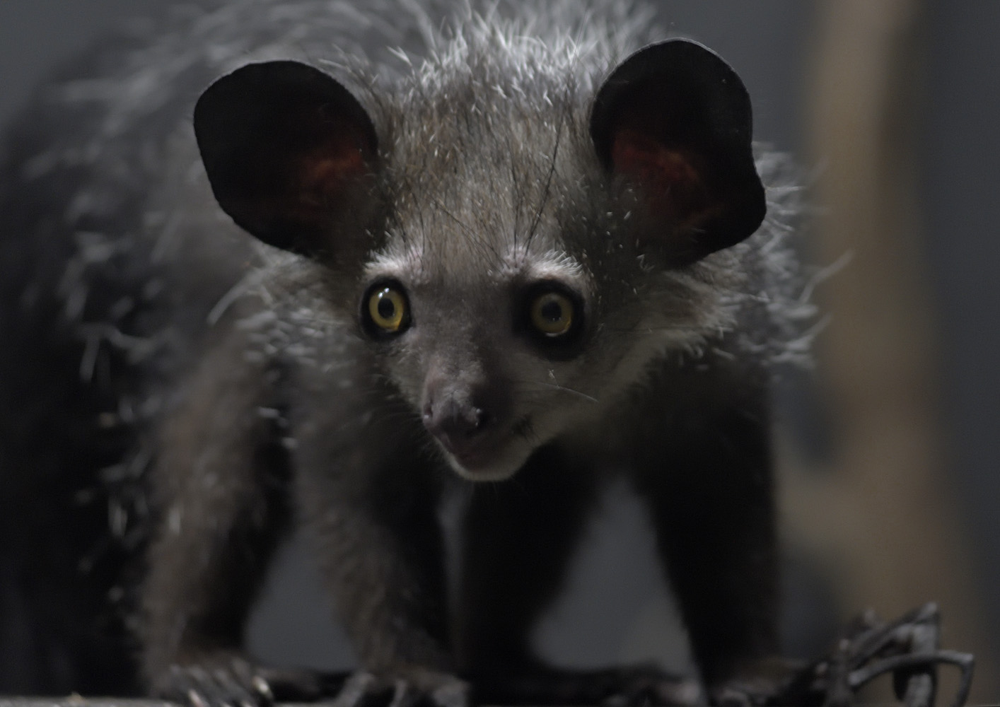 Aye-aye