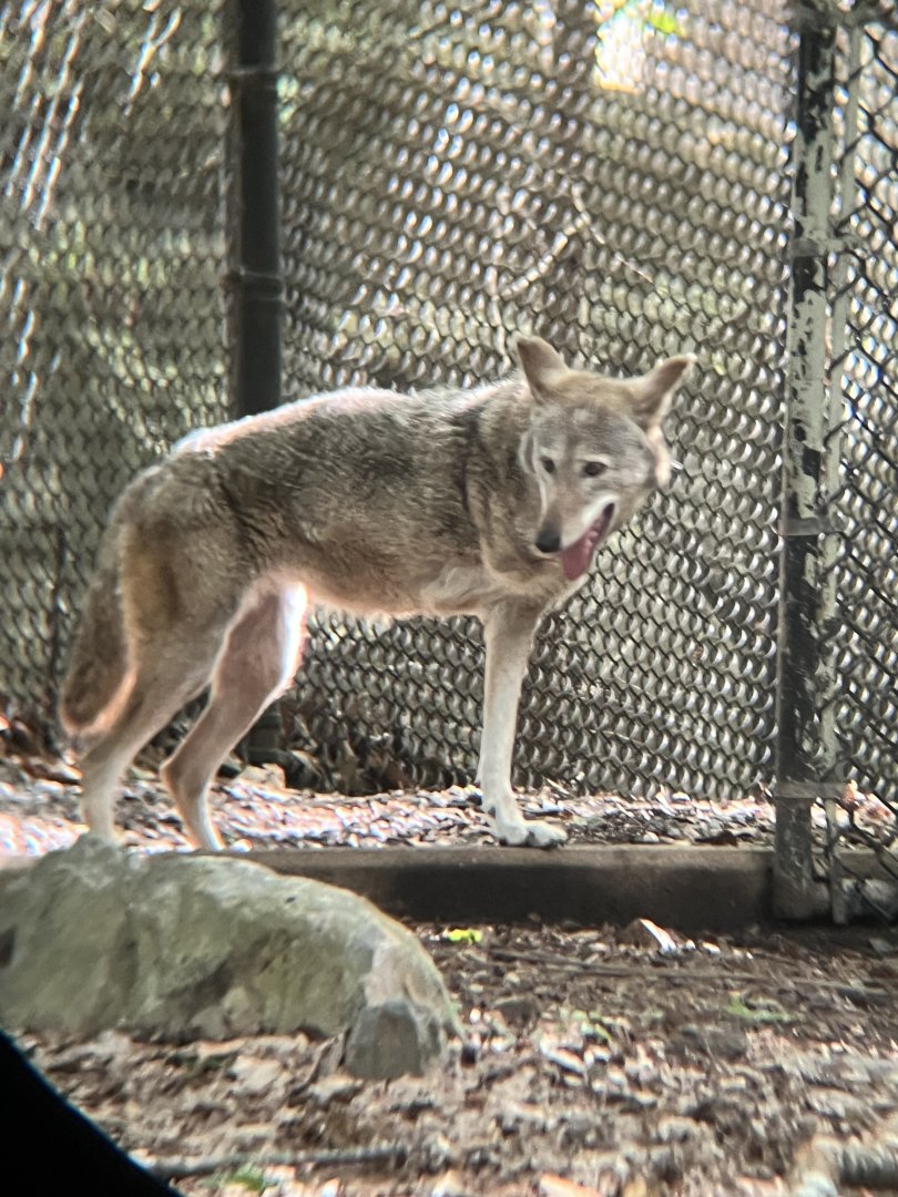 Ayita the Tripod Red Wolf