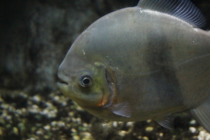 Aylan's myleus  (Myloplus aylan) - Jawa Timur Park 1