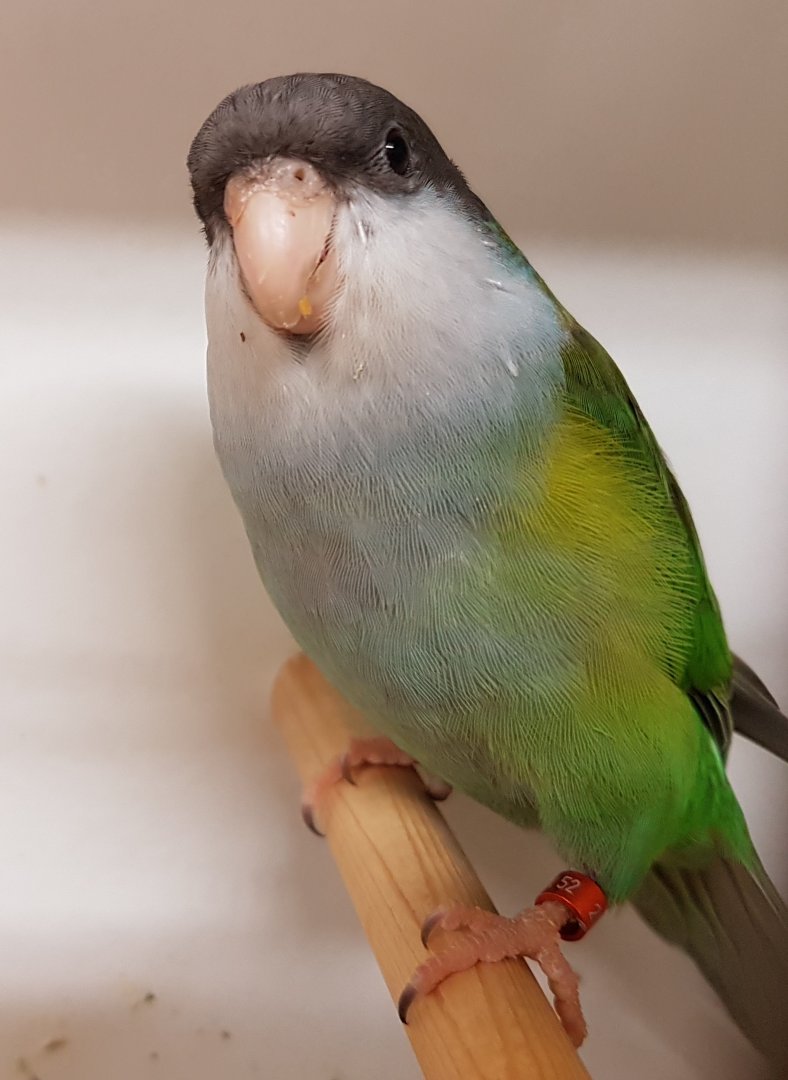 Aymara parakeet