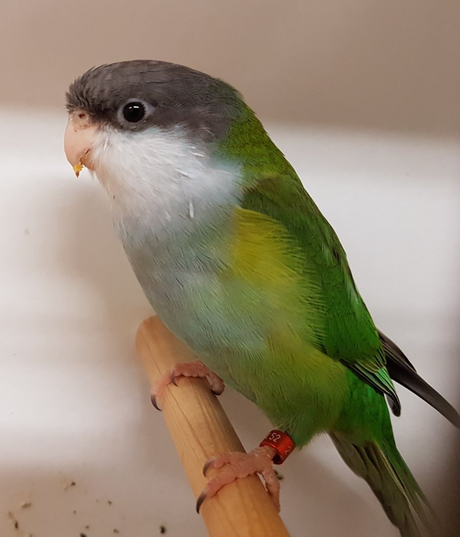 Aymara parakeet