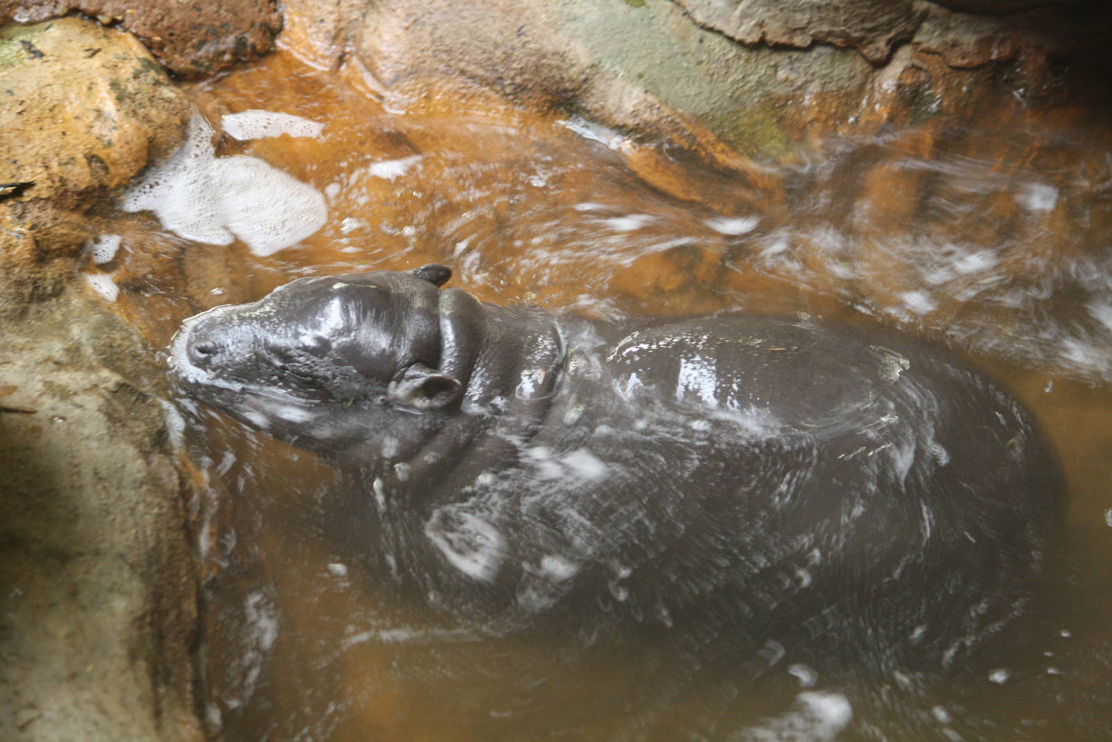 Ayo pygmy hippo 24 Jan 2010