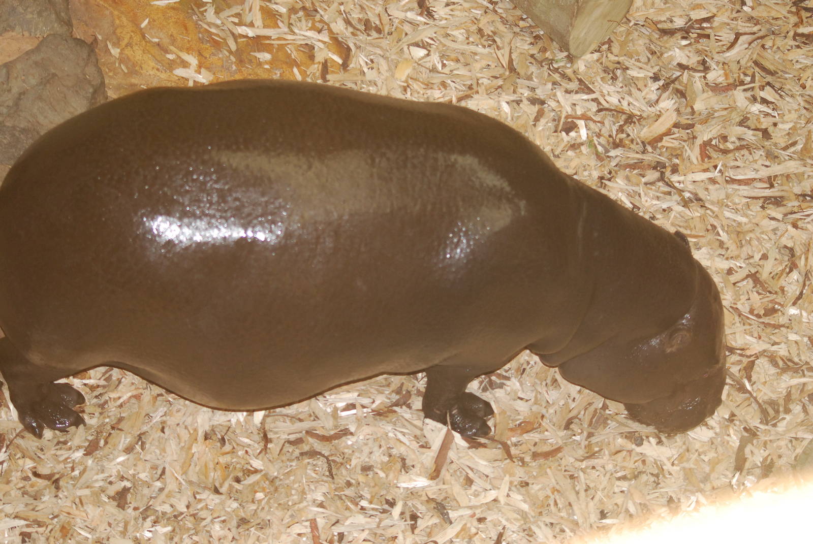 Ayo the pygmy hippopotamus