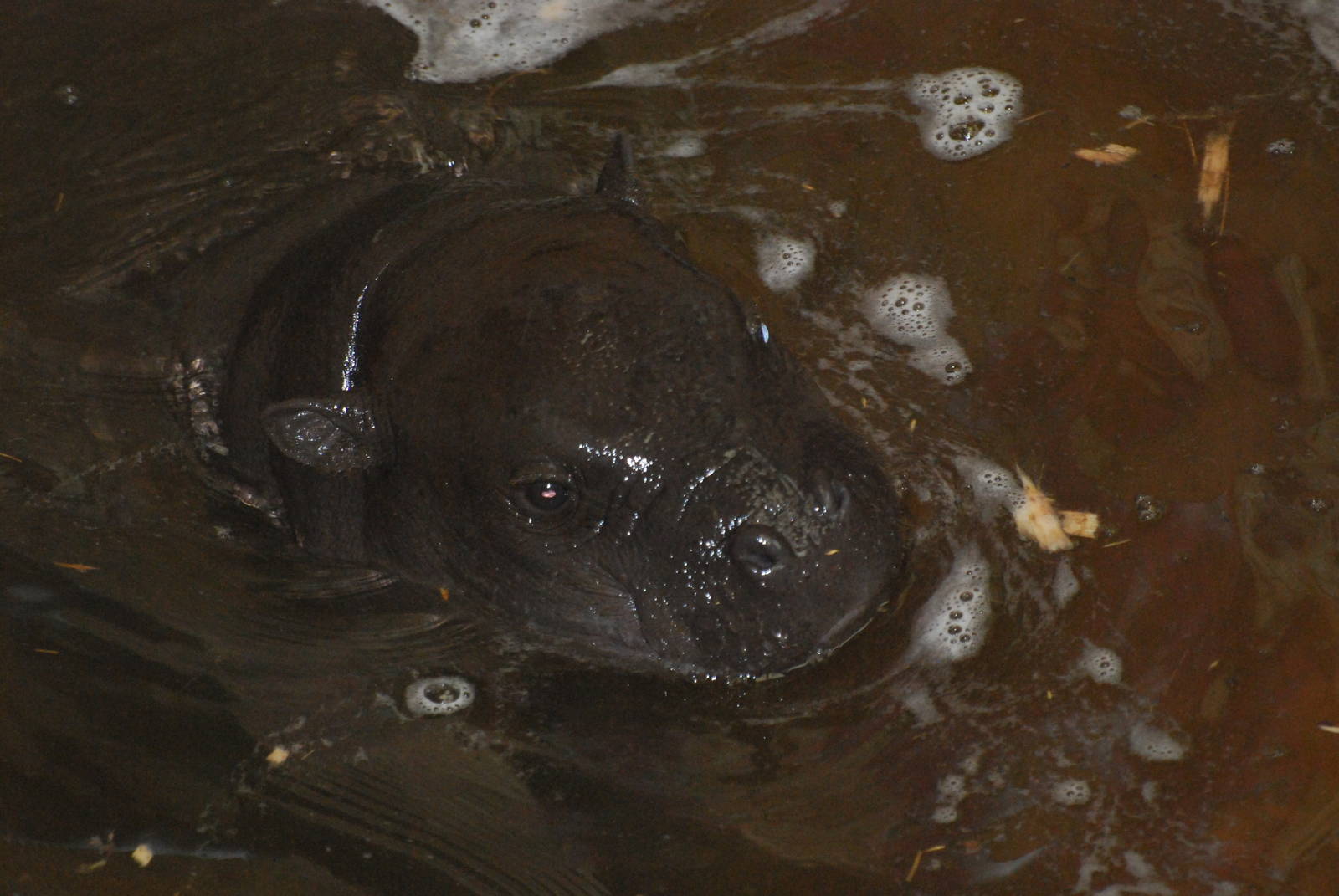 Ayo the pygmy hippopotamus