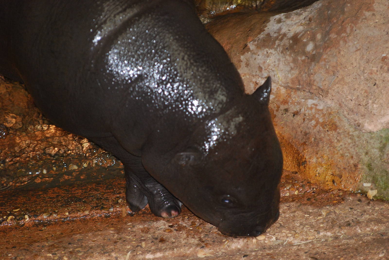 Ayo the pygmy hippopotamus