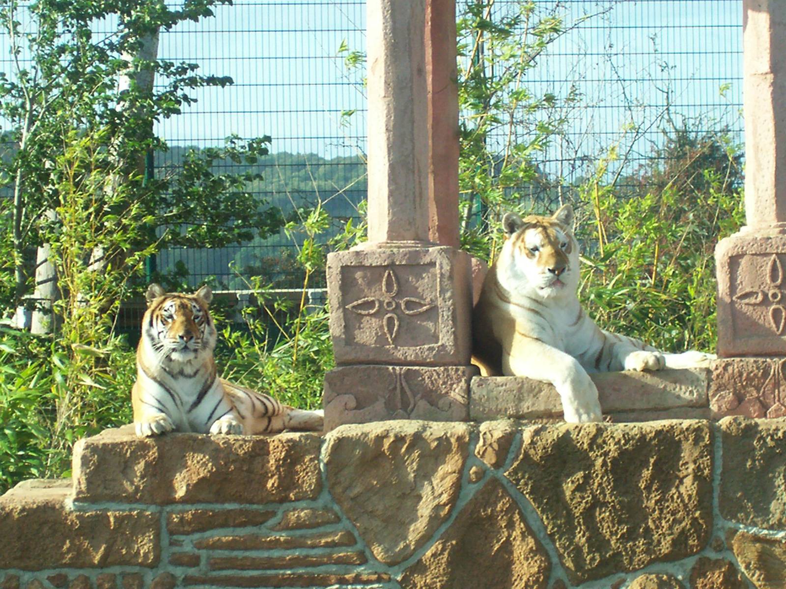 Aysha and Diamond, Bengal Tigers IOW Zoo