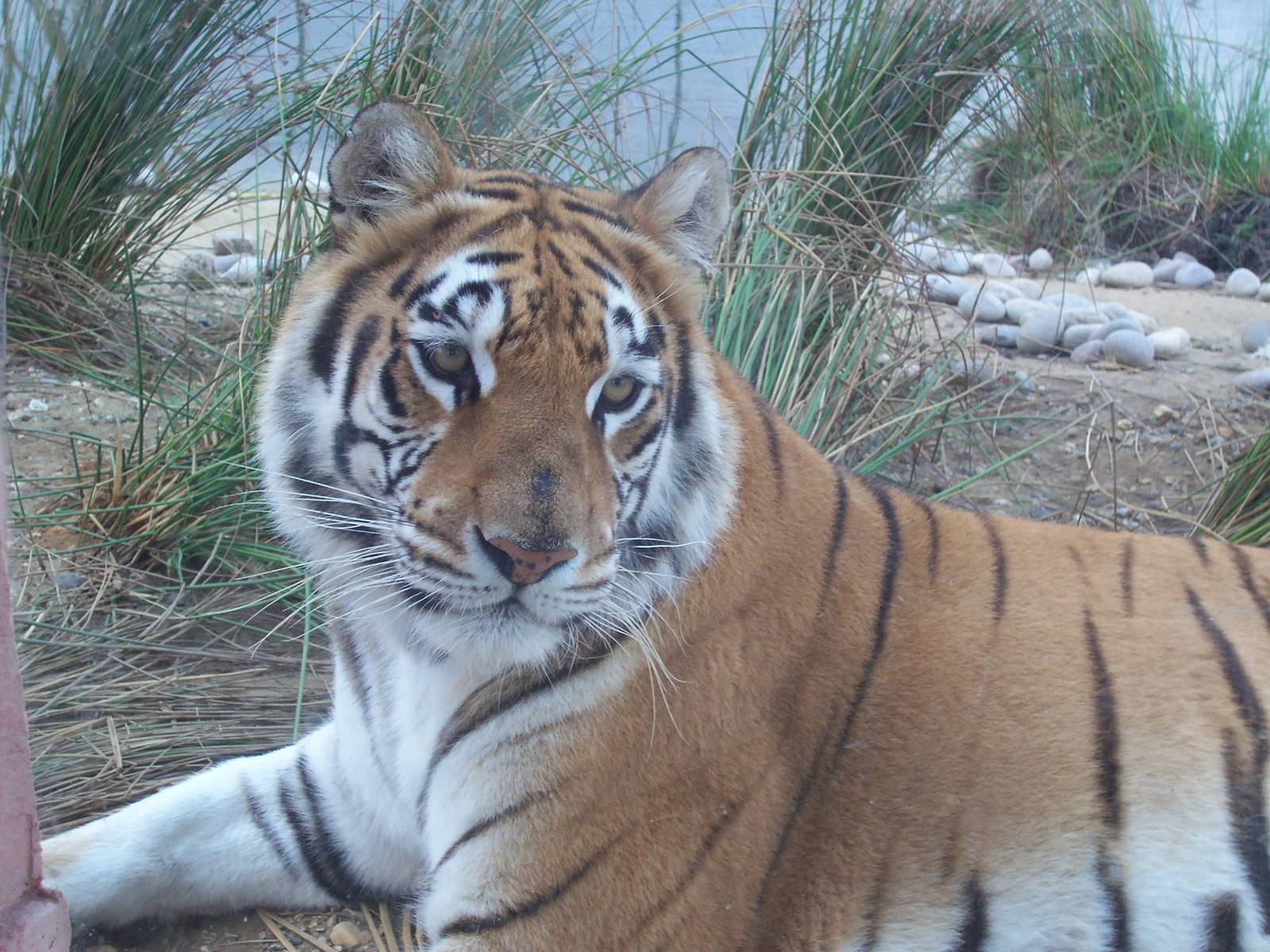 Aysha in Ranthambhore enc, IOW Zoo