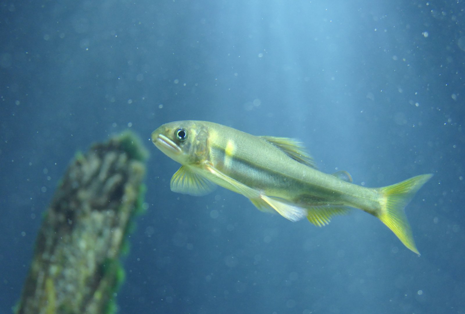 Ayu (Plecoglossus altivelis)