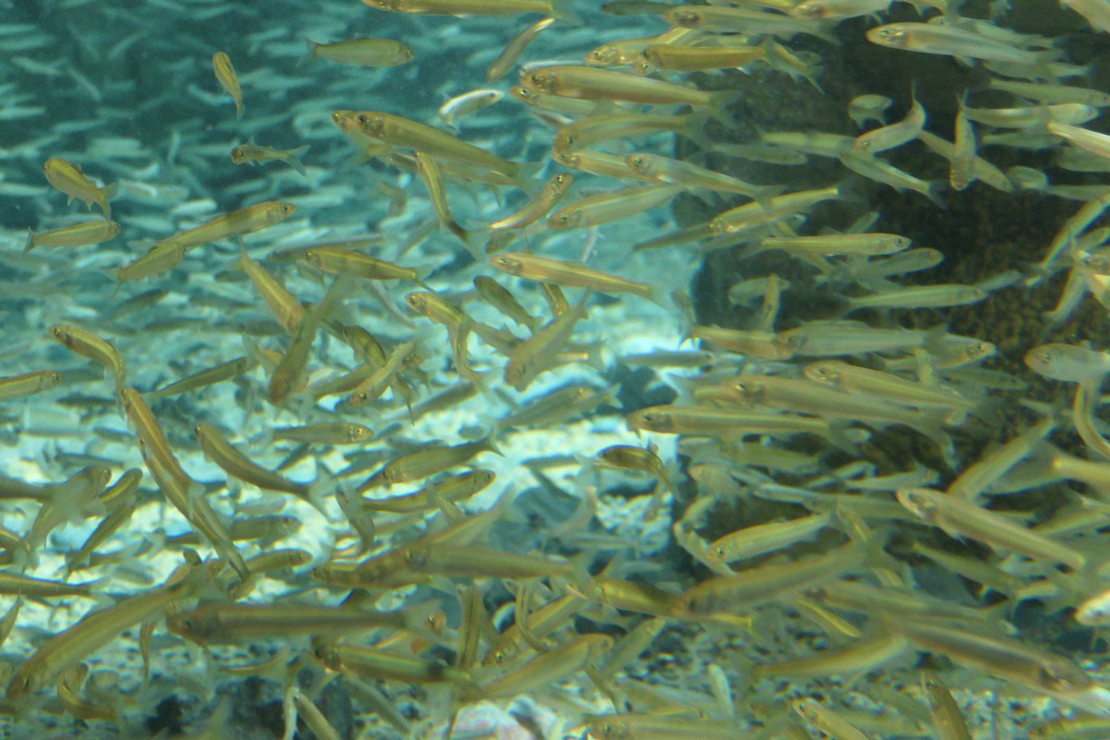 Ayu (Plecoglossus altivelis)