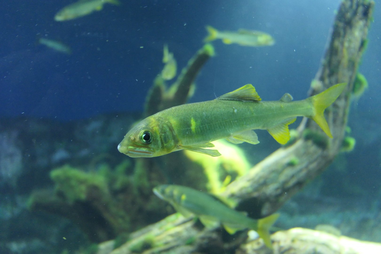 Ayu (Plecoglossus altivelis)