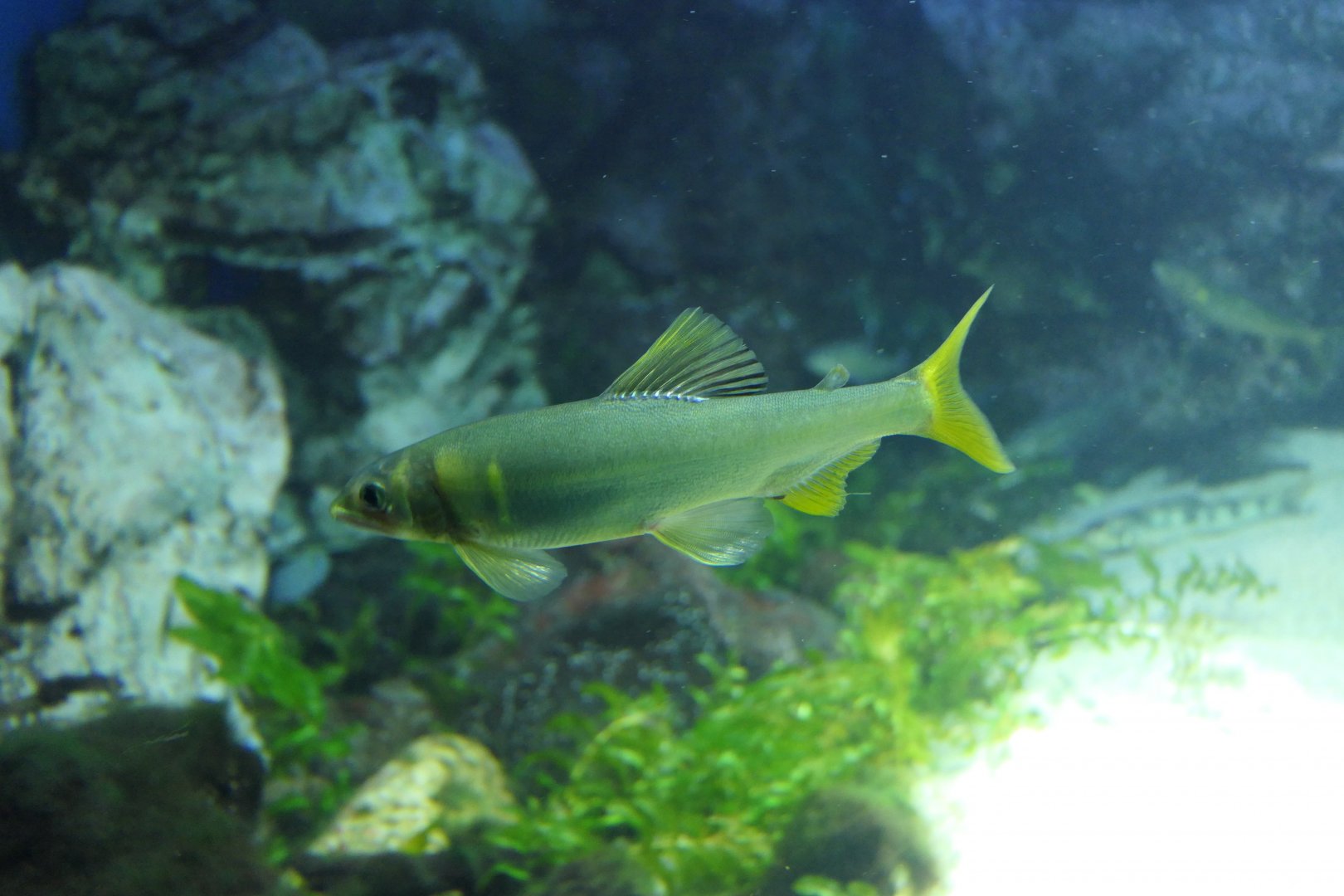 Ayu (Plecoglossus altivelis)